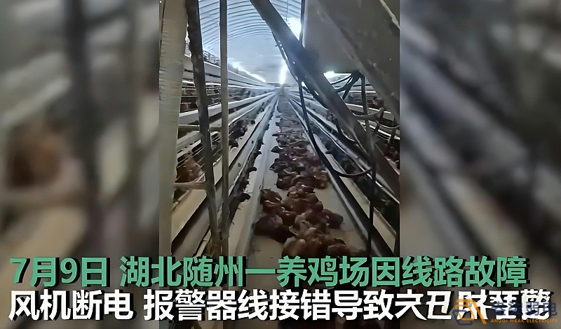 養雞場為什么要24h監測溫濕度斷電報警器？